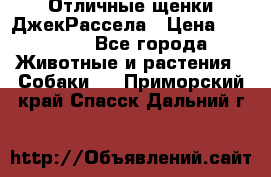 Отличные щенки ДжекРассела › Цена ­ 50 000 - Все города Животные и растения » Собаки   . Приморский край,Спасск-Дальний г.